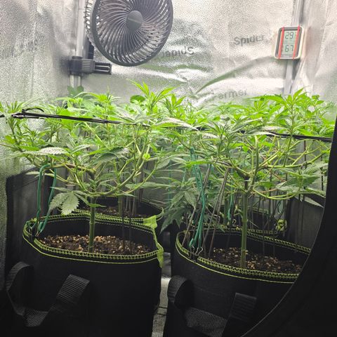 Northern Light Blue 🌌 [TOPPING + LST / SCROG] growlog timeline photo