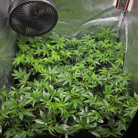 Northern Light Blue 🌌 [TOPPING + LST / SCROG] growlog timeline photo