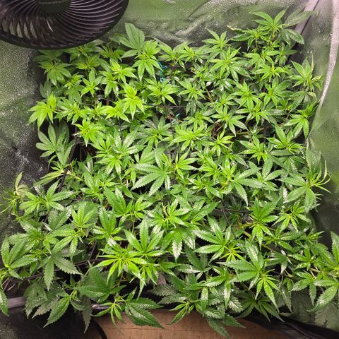 Taffy Tang 🫐 [TOPPING + LST / SCROG] growlog timeline photo
