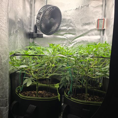 Northern Light Blue 🌌 [TOPPING + LST / SCROG] growlog timeline photo
