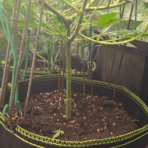 Northern Light Blue 🌌 [TOPPING + LST / SCROG] growlog timeline photo