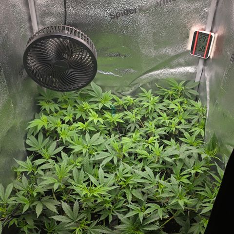 Northern Light Blue 🌌 [TOPPING + LST / SCROG] growlog timeline photo