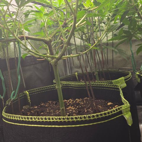 Northern Light Blue 🌌 [TOPPING + LST / SCROG] growlog timeline photo