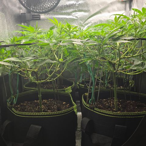 Northern Light Blue 🌌 [TOPPING + LST / SCROG] growlog timeline photo