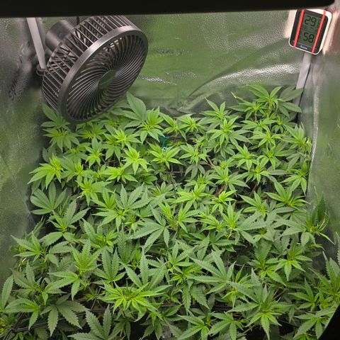 Northern Light Blue 🌌 [TOPPING + LST / SCROG] growlog timeline photo