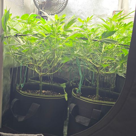 Northern Light Blue 🌌 [TOPPING + LST / SCROG] growlog timeline photo