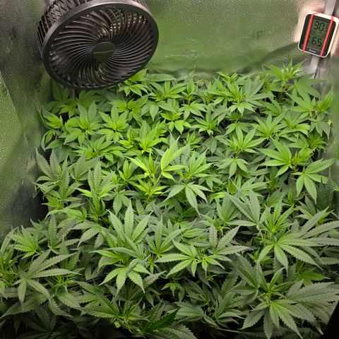 Northern Light Blue 🌌 [TOPPING + LST / SCROG] growlog timeline photo