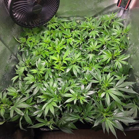 Northern Light Blue 🌌 [TOPPING + LST / SCROG] growlog timeline photo