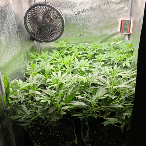 Northern Light Blue 🌌 [TOPPING + LST / SCROG] growlog timeline photo