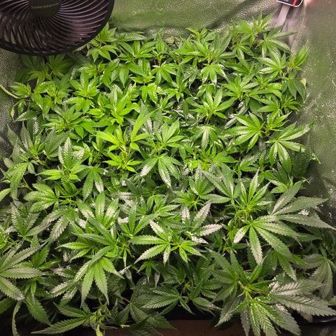 Northern Light Blue 🌌 [TOPPING + LST / SCROG] growlog timeline photo