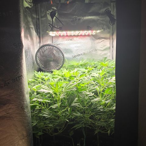 Northern Light Blue 🌌 [TOPPING + LST / SCROG] growlog timeline photo