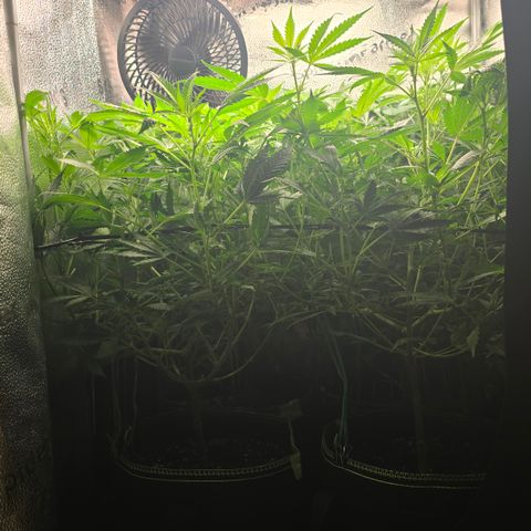 Northern Light Blue 🌌 [TOPPING + LST / SCROG] growlog timeline photo
