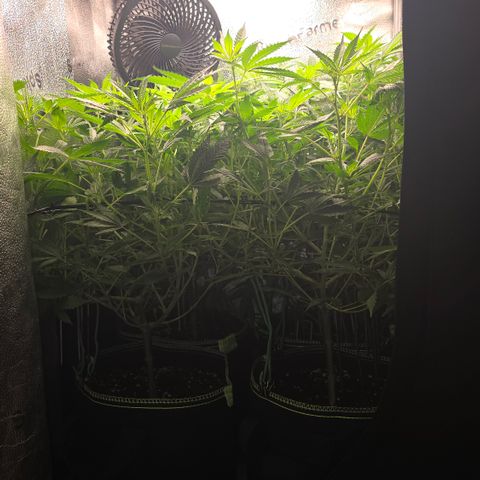 Northern Light Blue 🌌 [TOPPING + LST / SCROG] growlog timeline photo