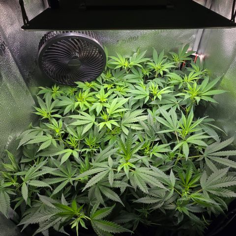 Northern Light Blue 🌌 [TOPPING + LST / SCROG] growlog timeline photo