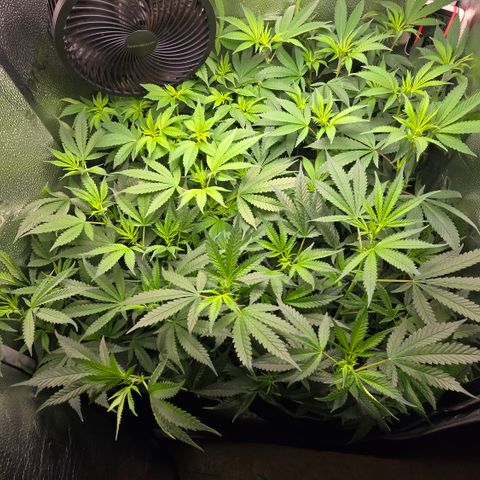 Northern Light Blue 🌌 [TOPPING + LST / SCROG] growlog timeline photo