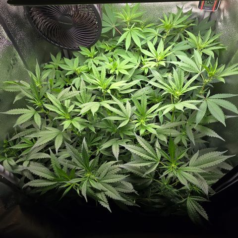 Northern Light Blue 🌌 [TOPPING + LST / SCROG] growlog timeline photo
