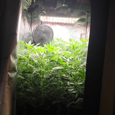 Northern Light Blue 🌌 [TOPPING + LST / SCROG] growlog timeline photo