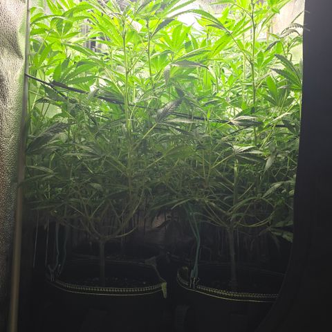 Northern Light Blue 🌌 [TOPPING + LST / SCROG] growlog timeline photo