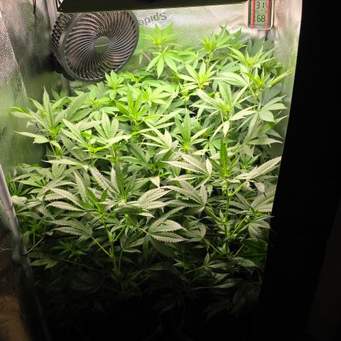 Taffy Tang 🫐 [TOPPING + LST / SCROG] growlog timeline photo