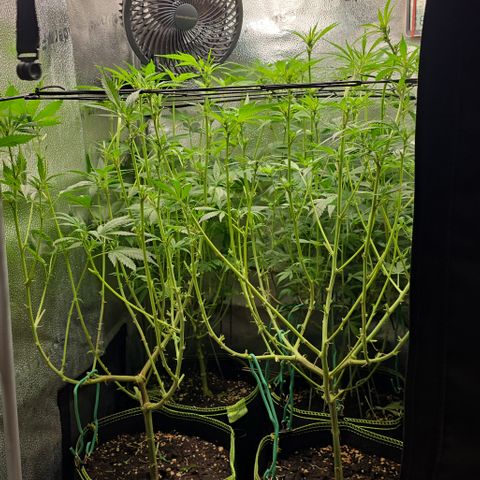 Northern Light Blue 🌌 [TOPPING + LST / SCROG] growlog timeline photo