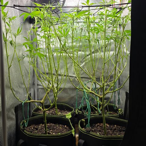 Northern Light Blue 🌌 [TOPPING + LST / SCROG] growlog timeline photo