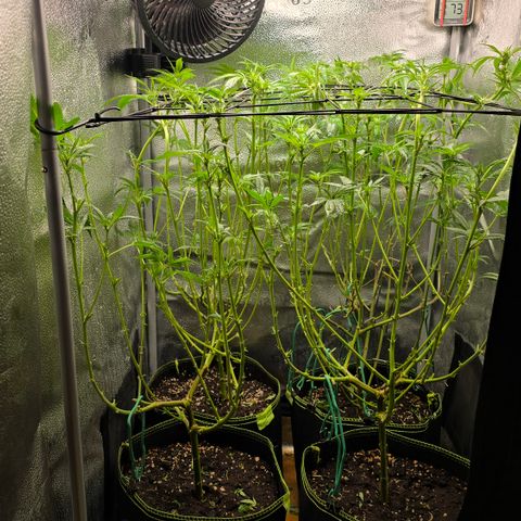Northern Light Blue 🌌 [TOPPING + LST / SCROG] growlog timeline photo