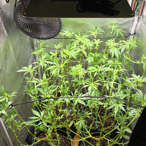 Northern Light Blue 🌌 [TOPPING + LST / SCROG] growlog timeline photo
