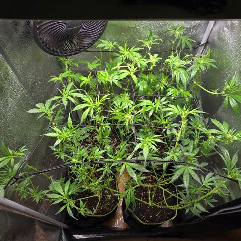 Northern Light Blue 🌌 [TOPPING + LST / SCROG] growlog timeline photo