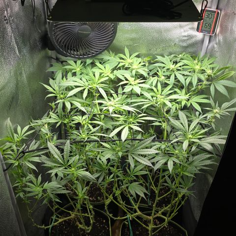 Northern Light Blue 🌌 [TOPPING + LST / SCROG] growlog timeline photo