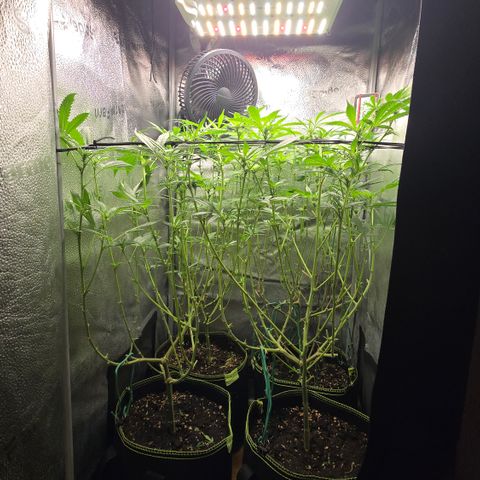 Northern Light Blue 🌌 [TOPPING + LST / SCROG] growlog timeline photo