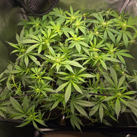 Taffy Tang 🫐 [TOPPING + LST / SCROG] growlog timeline photo