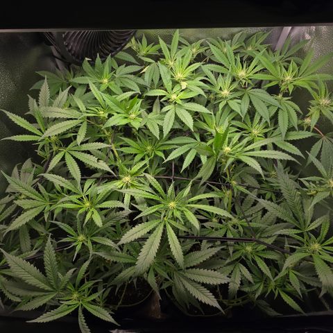 Northern Light Blue 🌌 [TOPPING + LST / SCROG] growlog timeline photo