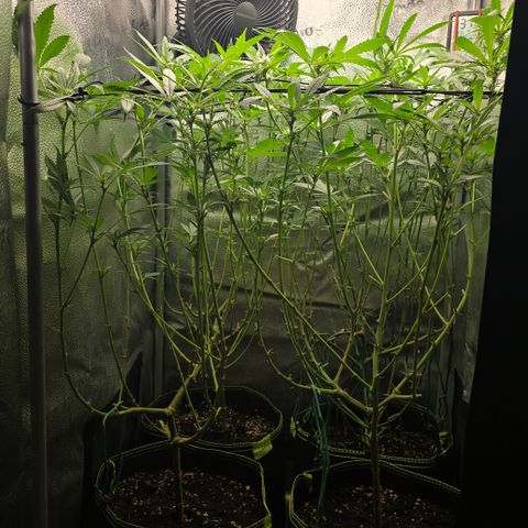 Northern Light Blue 🌌 [TOPPING + LST / SCROG] growlog timeline photo