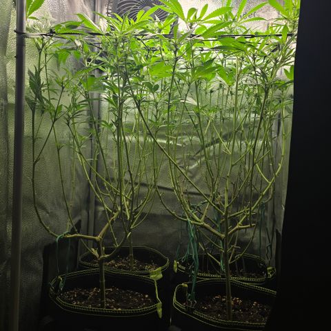 Northern Light Blue 🌌 [TOPPING + LST / SCROG] growlog timeline photo