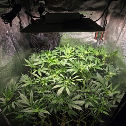 Northern Light Blue 🌌 [TOPPING + LST / SCROG] growlog timeline photo