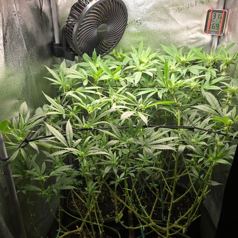 Northern Light Blue 🌌 [TOPPING + LST / SCROG] growlog timeline photo