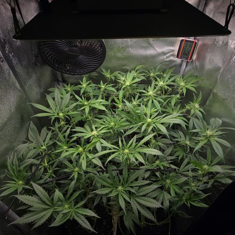 Northern Light Blue 🌌 [TOPPING + LST / SCROG] growlog timeline photo