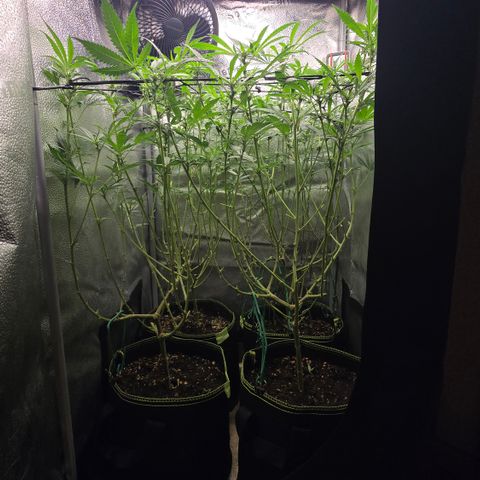 Northern Light Blue 🌌 [TOPPING + LST / SCROG] growlog timeline photo