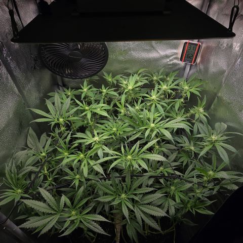 Northern Light Blue 🌌 [TOPPING + LST / SCROG] growlog timeline photo