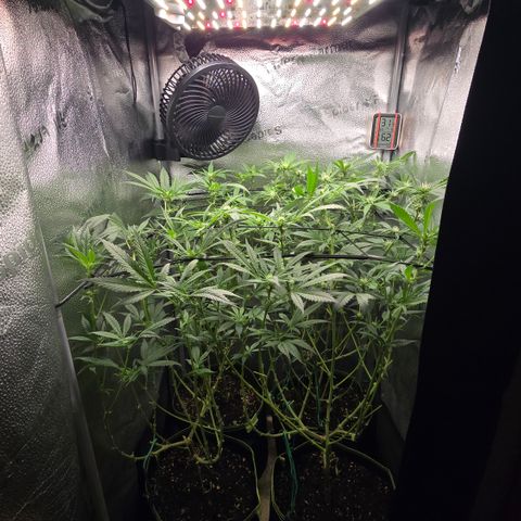 Northern Light Blue 🌌 [TOPPING + LST / SCROG] growlog timeline photo