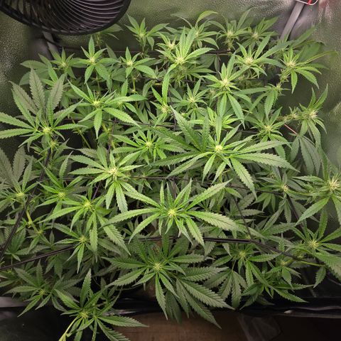 Northern Light Blue 🌌 [TOPPING + LST / SCROG] growlog timeline photo