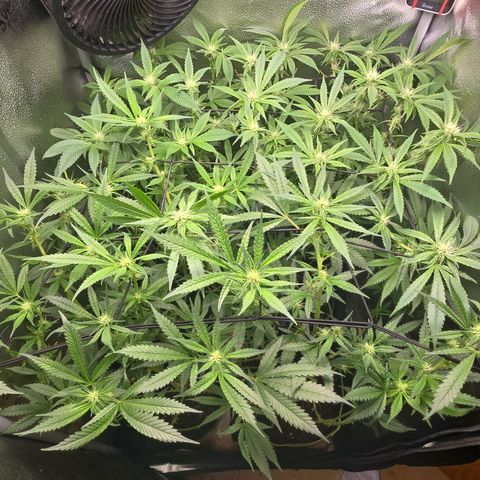 Northern Light Blue 🌌 [TOPPING + LST / SCROG] growlog timeline photo