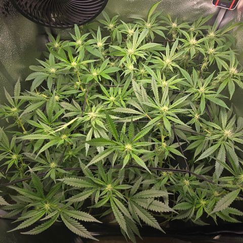Northern Light Blue 🌌 [TOPPING + LST / SCROG] growlog timeline photo