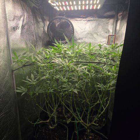 Northern Light Blue 🌌 [TOPPING + LST / SCROG] growlog timeline photo