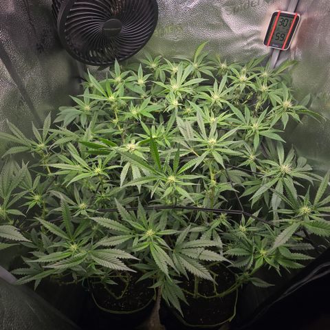 Northern Light Blue 🌌 [TOPPING + LST / SCROG] growlog timeline photo