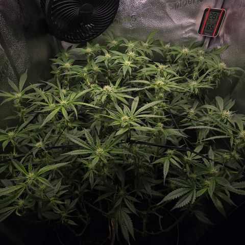 Northern Light Blue 🌌 [TOPPING + LST / SCROG] growlog timeline photo