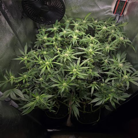 Northern Light Blue 🌌 [TOPPING + LST / SCROG] growlog timeline photo