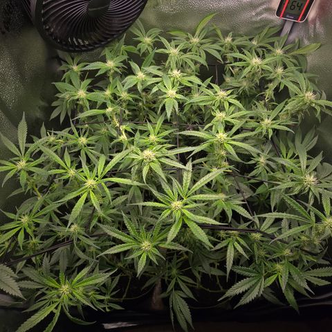 Northern Light Blue 🌌 [TOPPING + LST / SCROG] growlog timeline photo