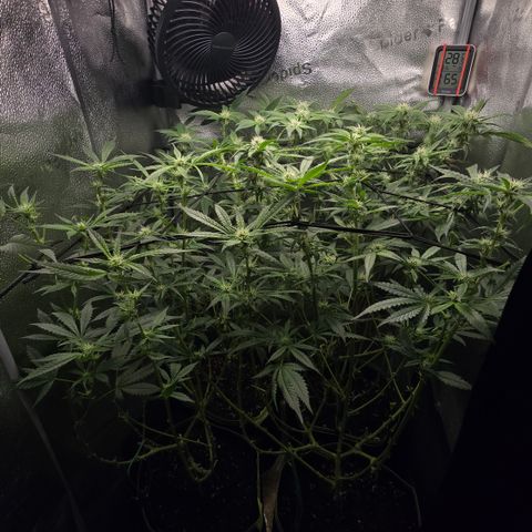 Northern Light Blue 🌌 [TOPPING + LST / SCROG] growlog timeline photo
