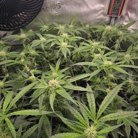 Northern Light Blue 🌌 [TOPPING + LST / SCROG] growlog timeline photo